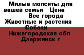 Милые мопсяты для вашей семьи › Цена ­ 20 000 - Все города Животные и растения » Собаки   . Нижегородская обл.,Дзержинск г.